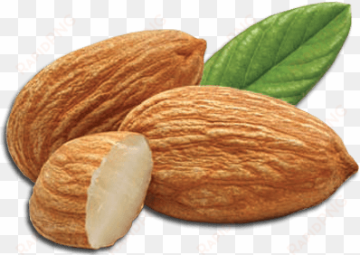 nuts - almond png transparent