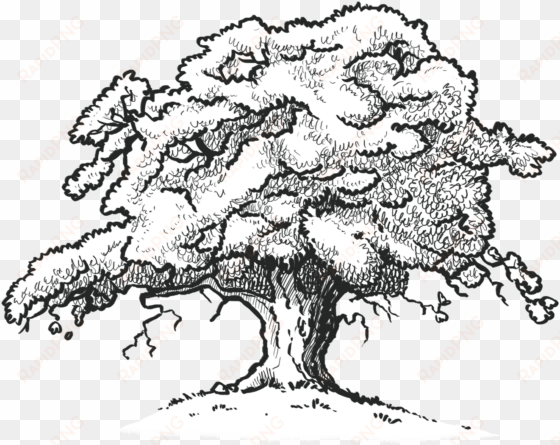 oak tree drawing - red oak tree drawing