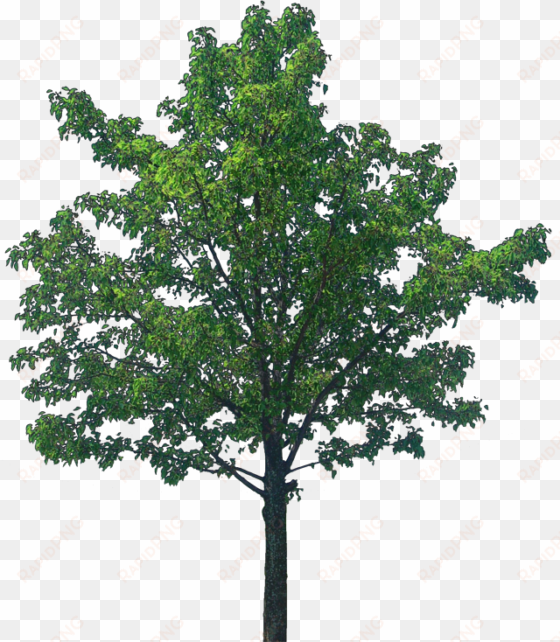 oak tree png transparent image - tree textures