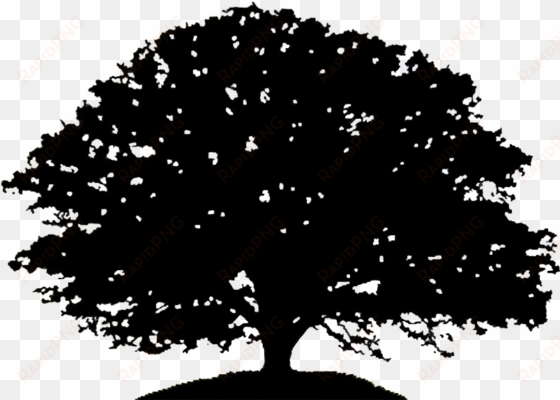 oak tree silhouette drawing clip art - live oak tree silhouette