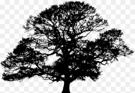 oak tree silhouette png