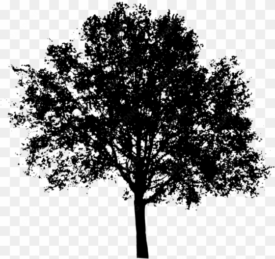 oak tree silhouette png clipart transparent library - maple tree silhouette png
