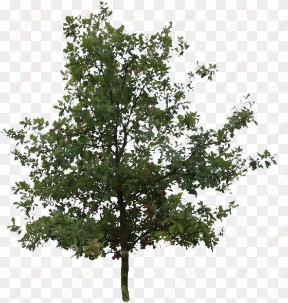 oak trees png picture transparent stock