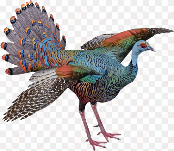 ocellated turkey - wiki