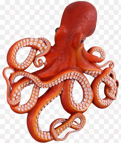 octopus png clipart - octopus image in png