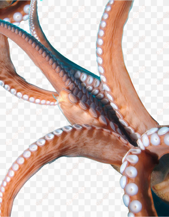 octopus tentacles png image - tentacles png