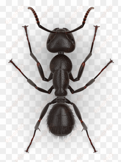 odorous ants vs carpenter ants