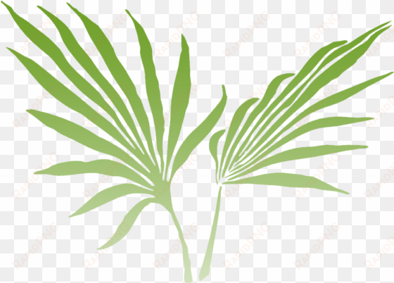 of the lush rainforest and offers stunning views from - palm frond clip art