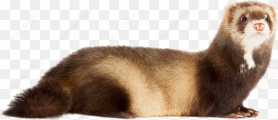 old english sheepdog ferret - pine marten vs ferret