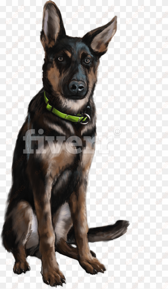 old german shepherd dog