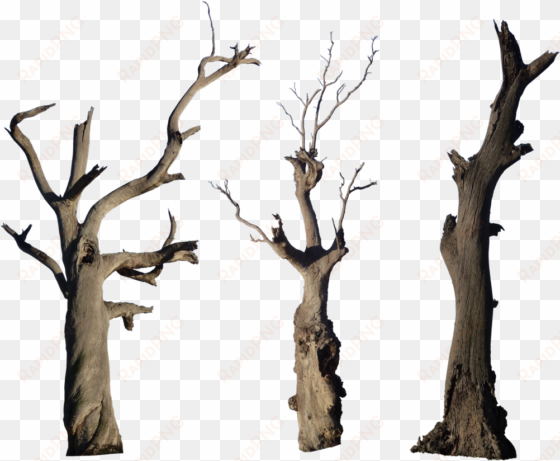 old tree png high-quality image - old tree trunk png