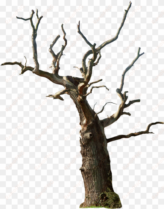 old tree png photo - dead tree transparent