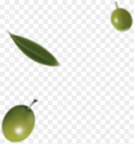 olive oils - feijoa