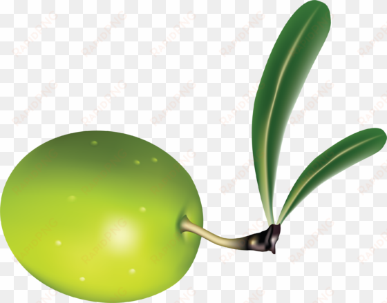 olive png