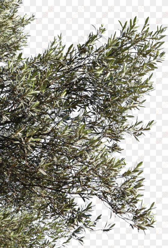 olive tree branch png