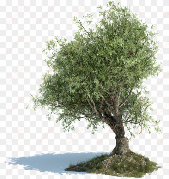 olive tree png image library download - old olive tree png