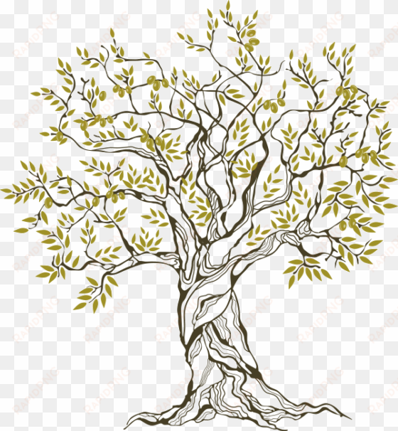olive tree, the blessed one - family tree