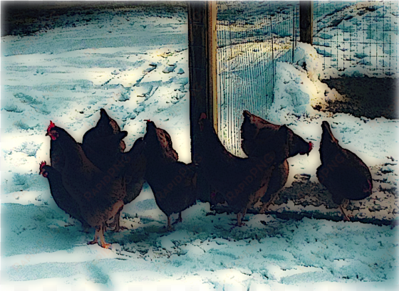 on preparing your backyard chickens for the winter - flock