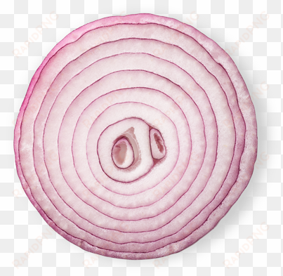 onion png photo - onion