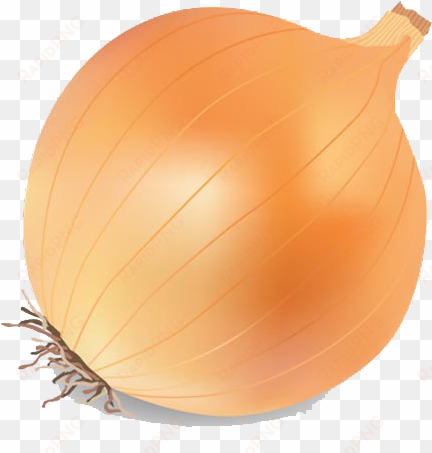 onion vector png transparent image - onion clipart png