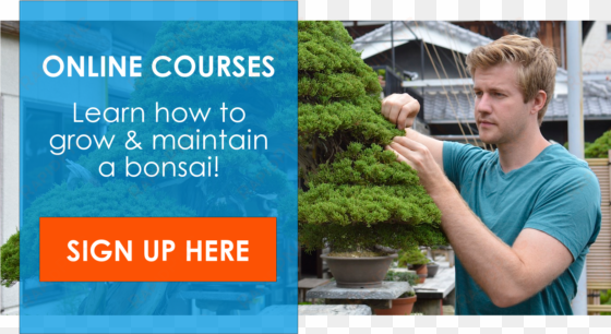 online bonsai course - colorado spruce
