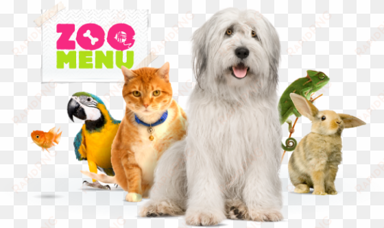 online shop for pets - pet shop animais png