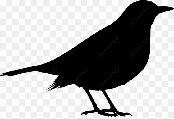 open - black bird