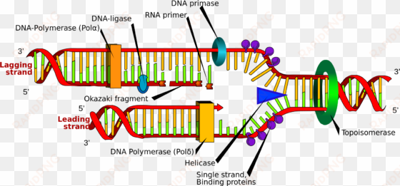 open - dna replication