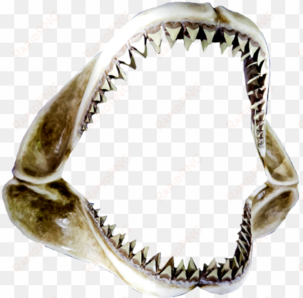 open shar jaws - shark jaws