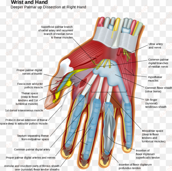 open - wrist and hand