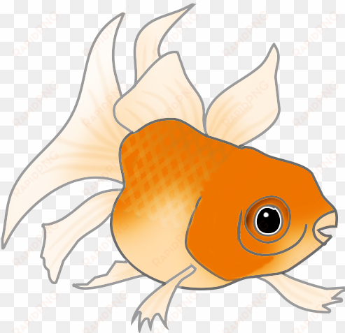 orange cat fish - fish clipart