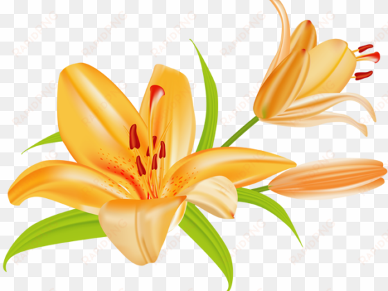 orange flower clipart single flower - lily clip art