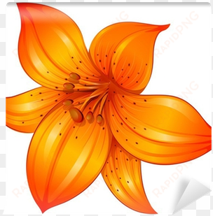 Orange Flower White Background transparent png image
