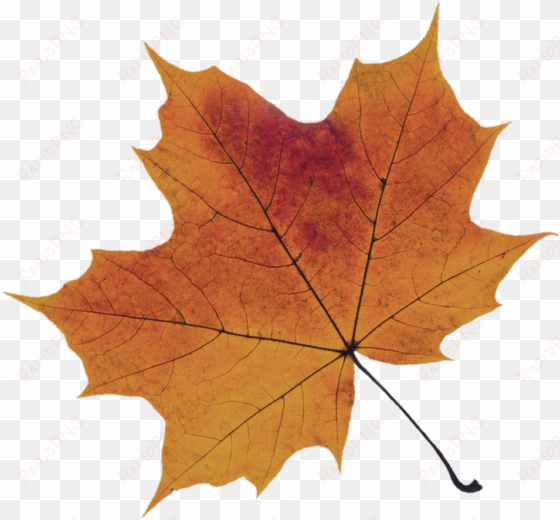 orange-leaf - maple leaf