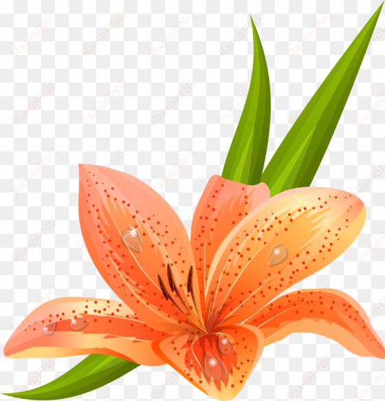 Orange Lilium Png Clipart Picture transparent png image