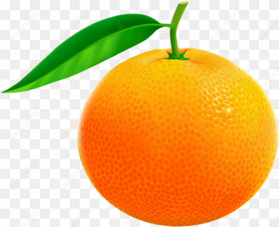 orange png vector clipart image - orange fruit clipart png