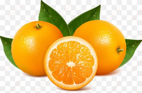 orange slice png transparent image - orange fruit images png