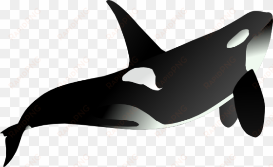 orca whale animal mammal sea black white s - orcas blanco y negro