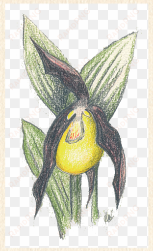 orchids and birds - yellow lady's slipper