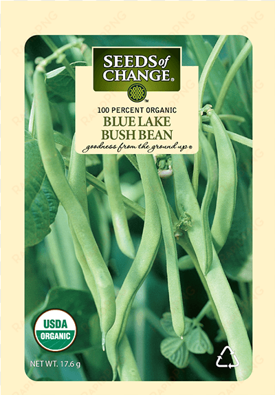 organic blue lake bush bean seeds - tiger's eye bean plant