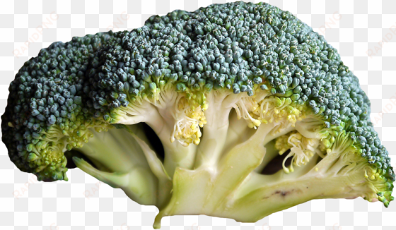 Organic Food Vegetable Broccoli Fruit - Frase Cuando Estas Dieta transparent png image