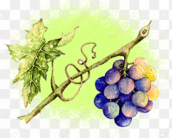 organic grapeseed oil - watercolor painting