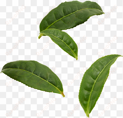 organic pu'er tea leaves - black tea leaf png