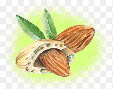 organic sweet almond oil - mandorla stilizzata