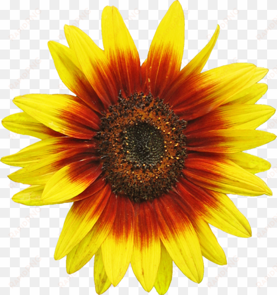 original file - red sunflower clipart