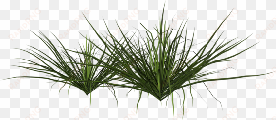 ornamental grass png - arbusto png
