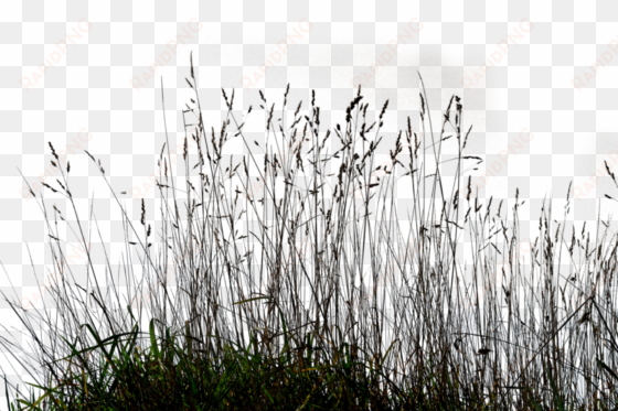 ornamental lawn clip art - long grass png
