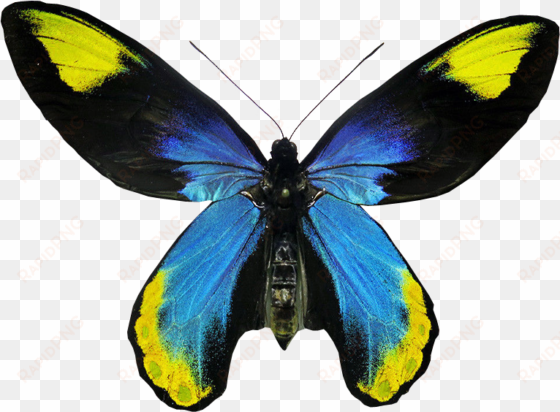 ornithoptera victoriae regis butterfly transparent - real butterfly no background