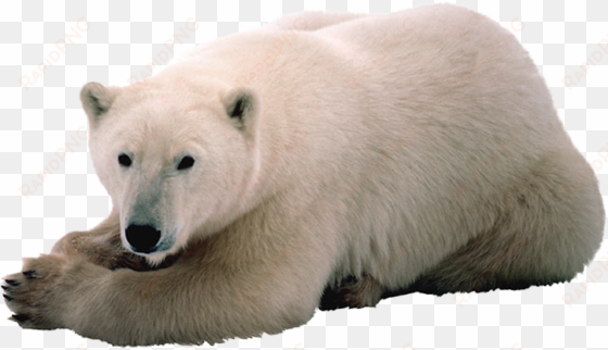 oso polar con png