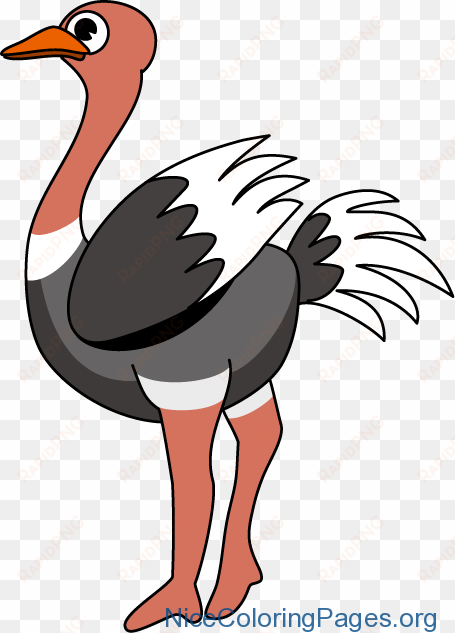 ostrich clipart - ostrich clip art